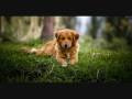 i would walk 500 miles! dog version!