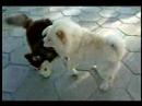 chowchow-koopreme chowchow-koopreme