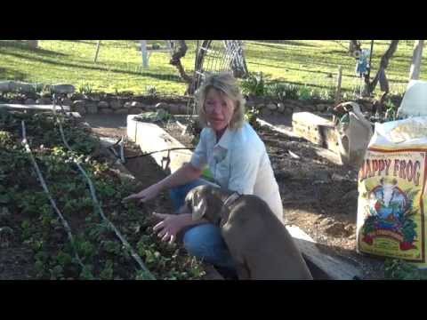 how to fertilize strawberry beds