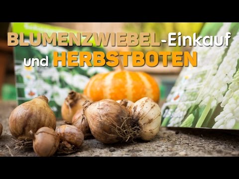 Blumenzwiebel-Einkauf und Herbstboten
