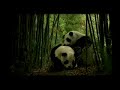 Panda na fossa!!