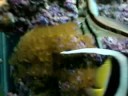 meus peixes 