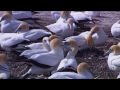 طبيعة الحيوانات,,