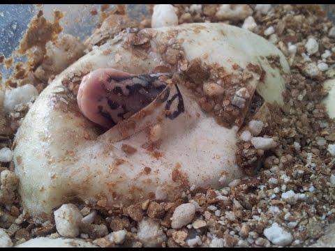 YouTube reptile video
