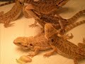 Reptile Expo- November 29th, 2009 (P1)