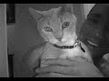 lost cat lost cat
