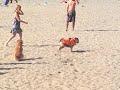 Watch 'English Bulldog & Golden Retriever jugando en la playa'