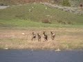 Crazy elk wimmin