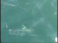 Part 3 Kayak Fishing for Roosterfish July 2008