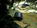 Apes at the Zoo