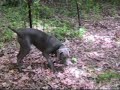 Naughty Weimaraner runs w tulip bulb