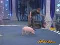 videos de regarder se cochon intelligeant