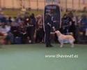Cruftts 2008 Golden Special Working Gundog Bitch