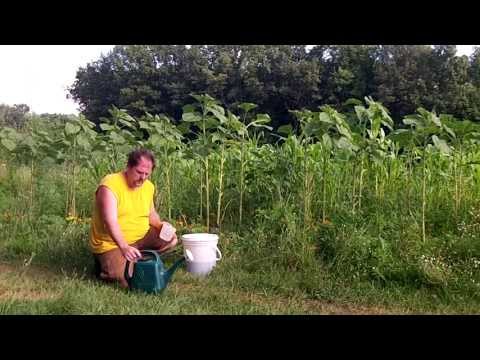 how to fertilize rhubarb
