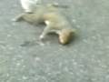 videos de leonidis ran over part 2