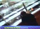 Crazy Aussie ducks make US news!