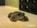 Audubon Magazine: Frigid Frogs