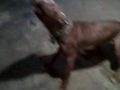 Pitbull trainig