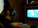 Watching Puppy Bowl IV