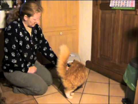 Transportbox - Klickertraining ist bestens geeignet, einer Katze eine Transportbox vertraut zu machen. Hat die Katze schon schlechte Erfahrungen mit einer Box gemacht, nimm...
