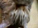 sleep cat tsuneo