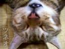 sleep cat tsuneo