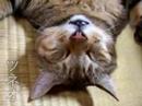 sleep cat tsuneo