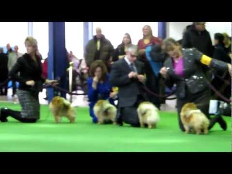 pomeranians - The 137th Westminster Kennel Club Dog Show Monday, February 11, 2013 at Pier 92 in New York City Breed: Pomeranian Judge: Mrs. Michele Billings The final min...