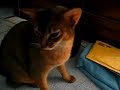 Abyssinian