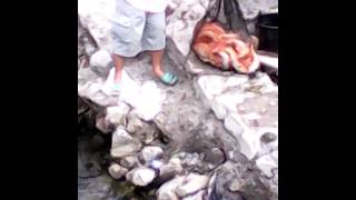 Video Ikan mas didanau toba terlihat banyak diatas permukaan danau. MP3, 3GP, MP4, WEBM, AVI, FLV Juni 2018