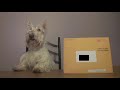 Scottie Tails: The White House Letter