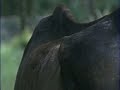 Malnourished Horse Finds Home With Olympian