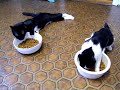 Коты под Валерой.mp4