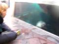 videos de Harbor Seal Enrichment at the New England Aquarium