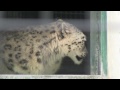Click here to watch this video 外に出ようかな？ユキヒョウ シジム~Snow Leopard