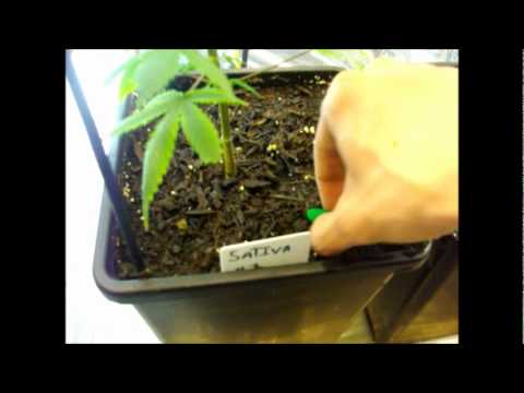 how to fertilize weed