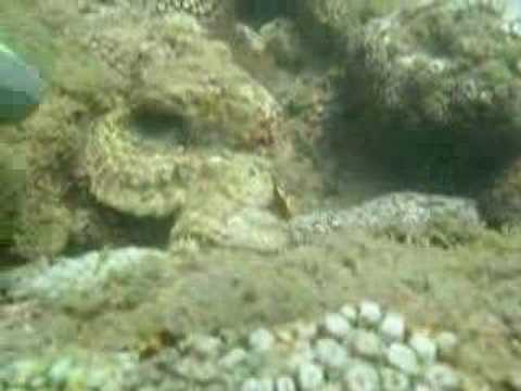 stone fish