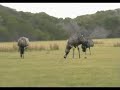 Wilsons Promontory 2008 - Pt. 1
