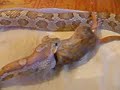 Repas gutt 2 corn snake eating gerbil #2 Repas gutt 2 corn snake eating gerbil #2