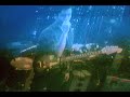 DIRTY BEACHES- TRUE BLUE