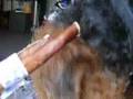 Airedale Terrier video
