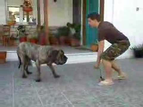 fila brasileiro