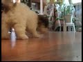 Floor Surfing