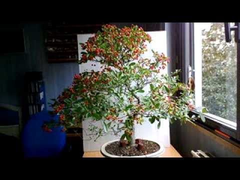 how to fertilize pyracantha