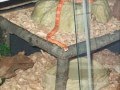 My corn snakes and their viv 2