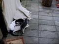 Killingeleg / kittens playing