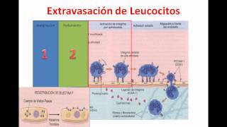 Inflamacion 2