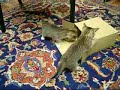 Kittens Playing