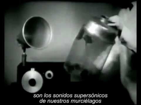 Imagen de previsualización de YouTube