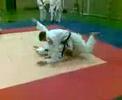 Judo golden moments Judo golden moments